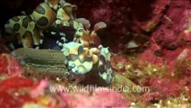 under water-harliquin shrimps