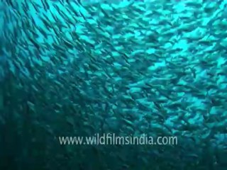under water-leopard shark 2