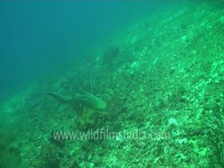 under water-leopard shark 6