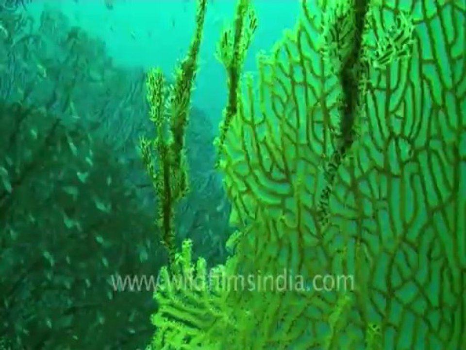 under water-pipe fish 3