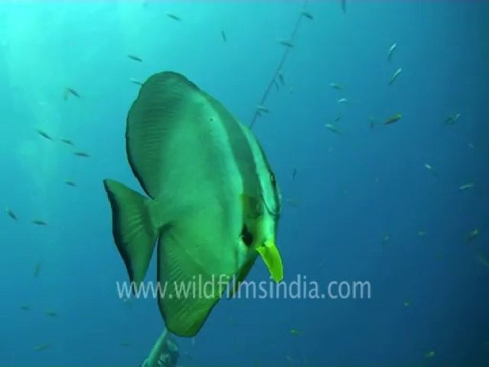 under water-scuba divers 2