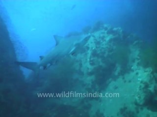 under water-sharks 1