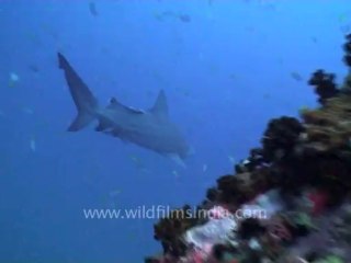 under water-sharks 3