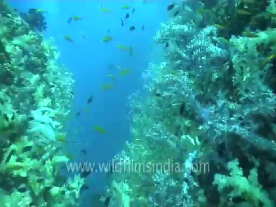under water-swim over corals 1