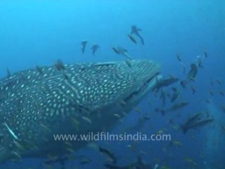 under water-whale sharks