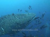 under water-whale sharks