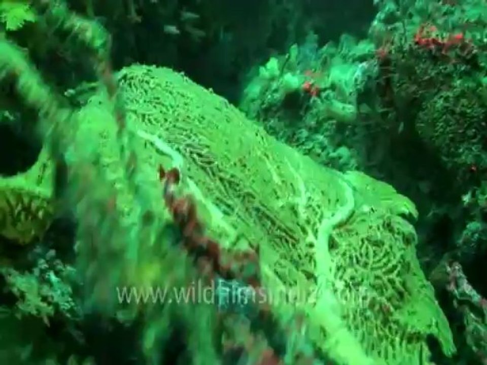 under water-swim over corals 5