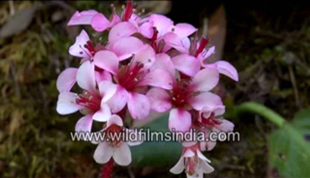 A Wild flower-MPEG-4 800Kbps