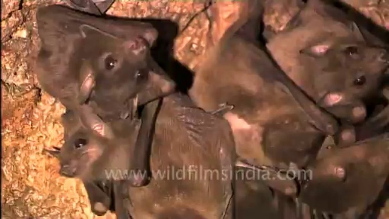 Bats