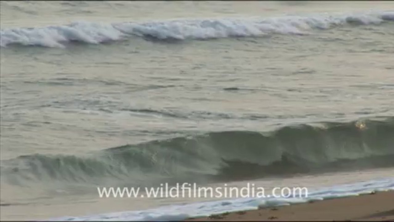 Blinkx-Olive Ridley Turtle-hdv-515-8
