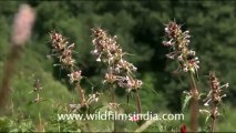 blinkx-Valley of flowers-hdv-4-11