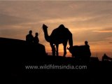 Camels in Rajasthan-MPEG-4 800Kbps