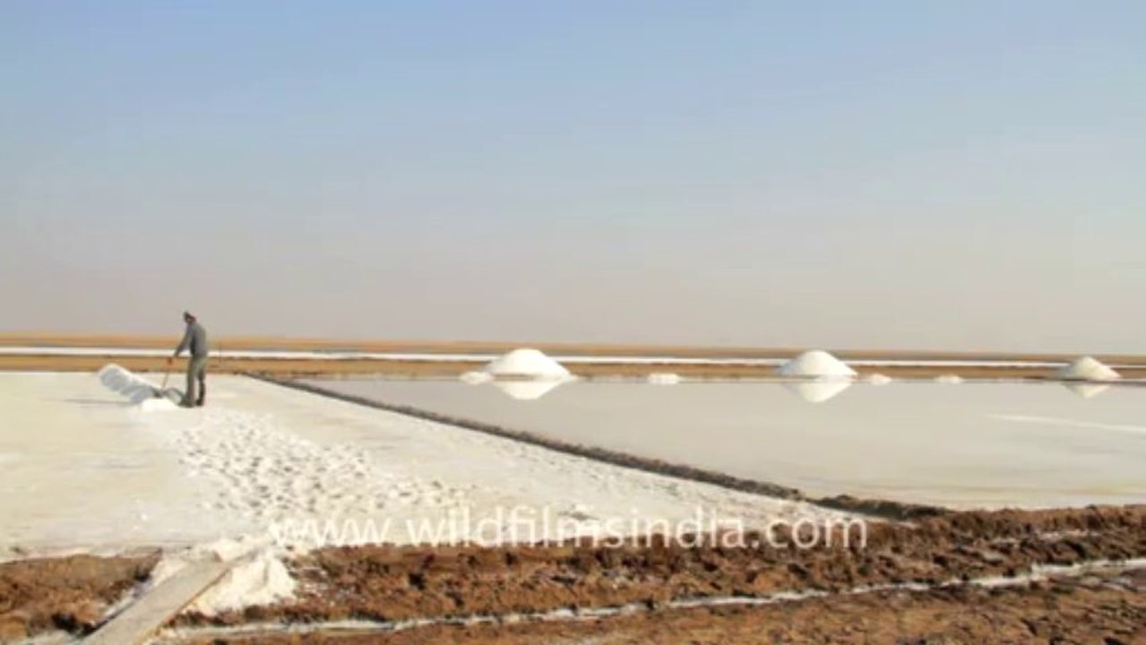 Gujarat-Salt collecting-2