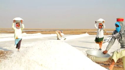 Gujarat-Salt collecting-3