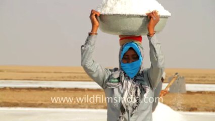 Gujarat-Salt collecting-4