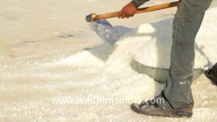 Gujarat-Salt collecting-5