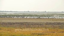 Gujarat-Bajana lake-bird-2