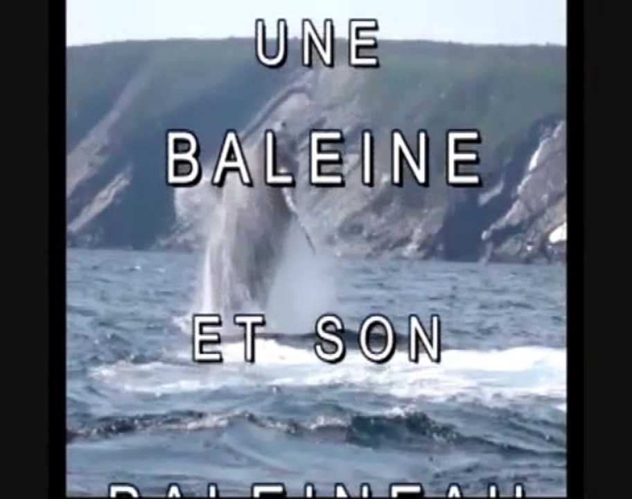 baleines à saint pierre et miquelon