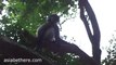 Dusky Leaf Monkey in Khao Sam Roi Yot National Park