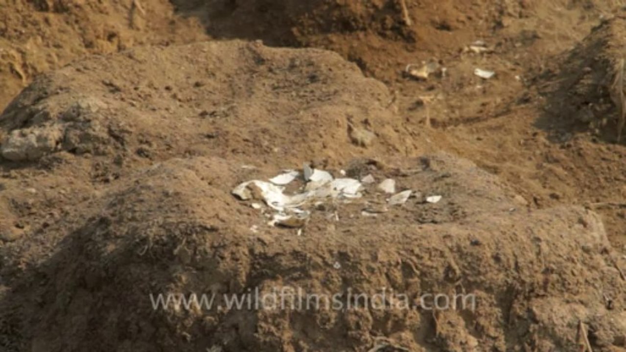 Gujarat-Nests-3