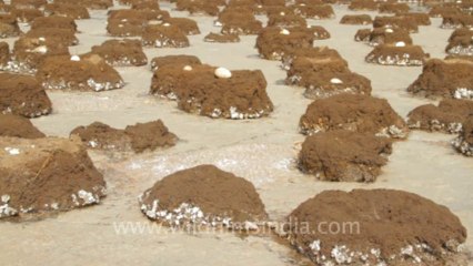 Gujarat-Nests-6