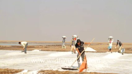 Gujarat-Salt collecting-8