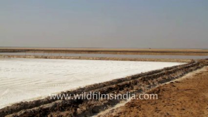 Gujarat-Salt collecting-9