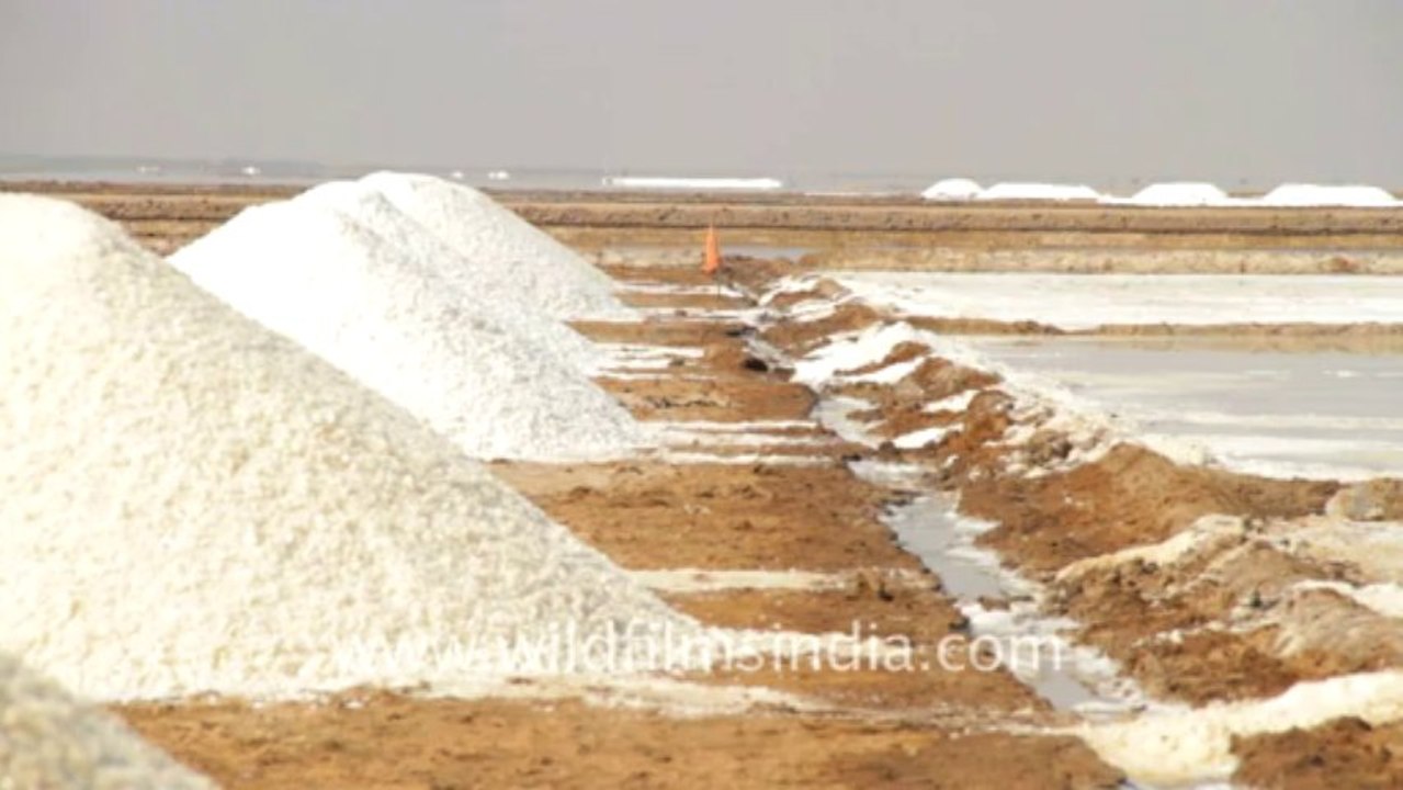 Gujarat-Salt pan