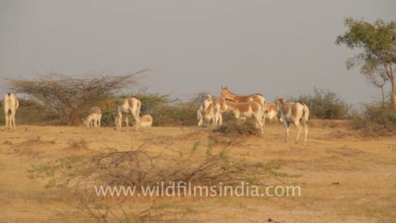 Gujarat-wild ass-4