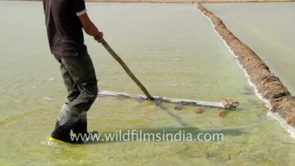 Gujarat-Working on Salt pan-1