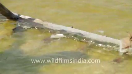 Gujarat-Working on Salt pan-2