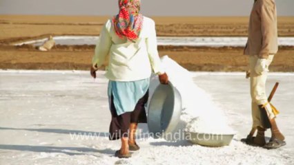 Gujarat-Salt collecting-1