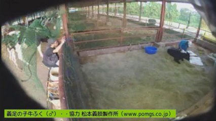 2013-08-22 17-36　ふくちゃん治療　伊東先生、ひでぞうさん、カメラマン