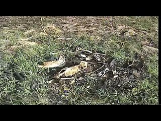 Angri (SA) - Discarica di carcasse di animali e amianto (22.08.13)