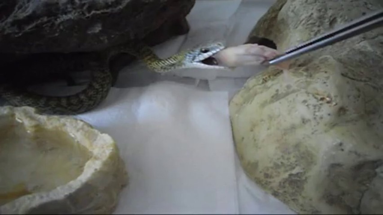 Repas elaphe climacophora