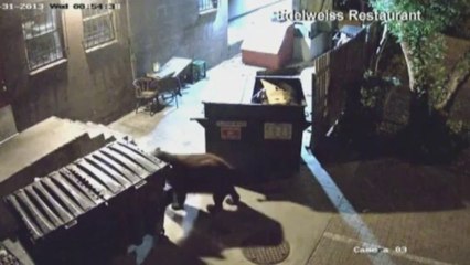 Bear conducts bin-stealing heist