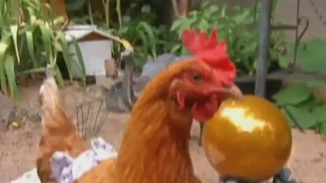 Woman makes nappies for chickens
