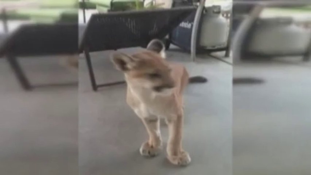 Mountain lion surprise on patio