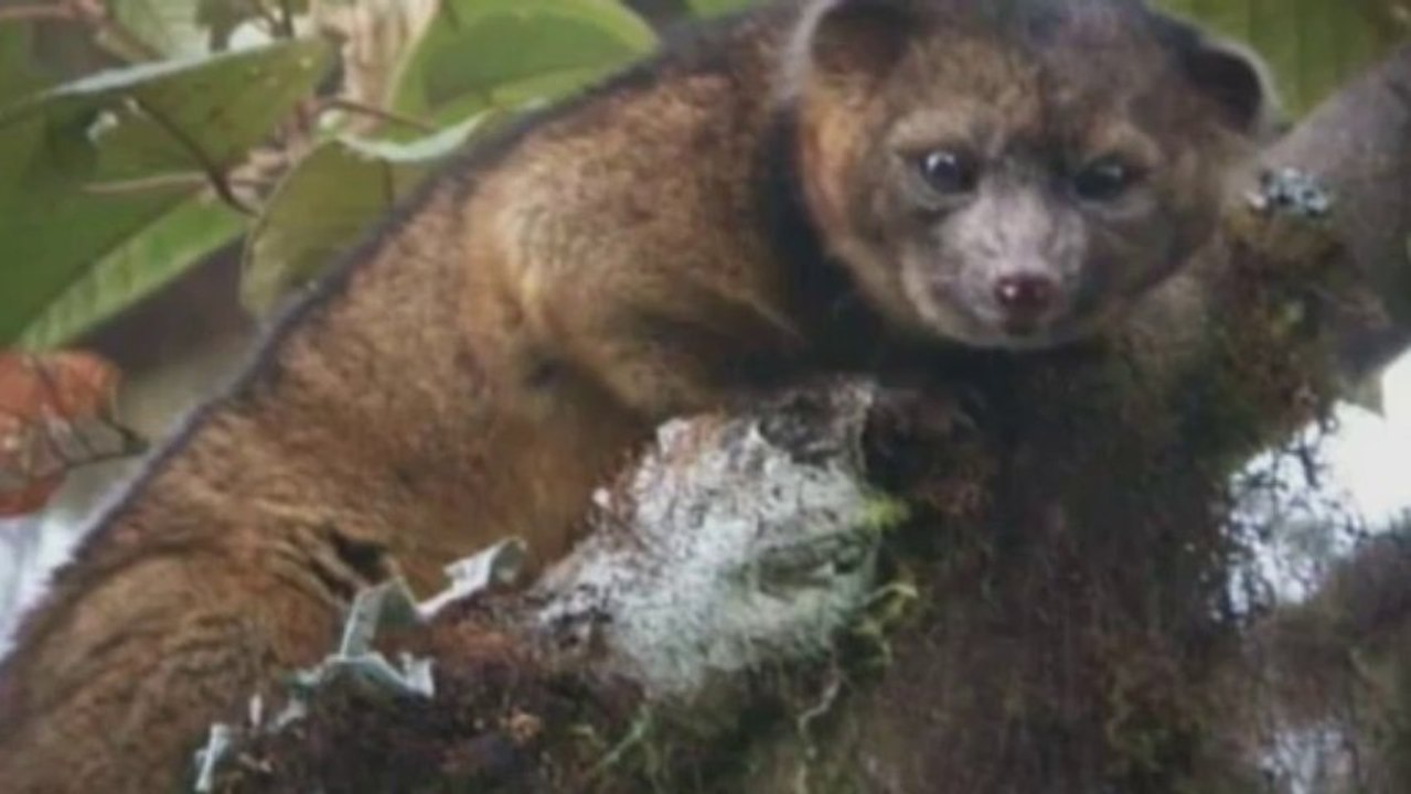 Major discovery of new mammal