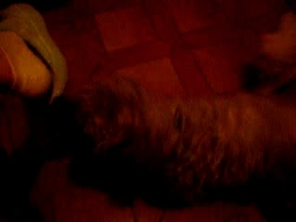 abou, chien chiant...
