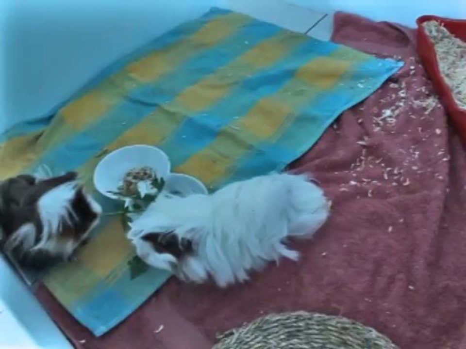 Iris & Lilas leurs première sortie