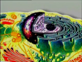 Təkamül nəzəriyyəsinin süqutu 2/6