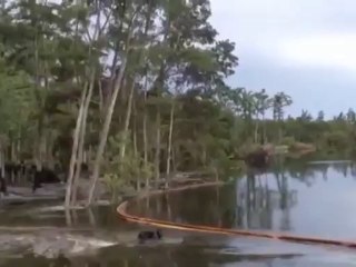 Así se tragó un desagüe natural varios árboles  en Estados Unidos