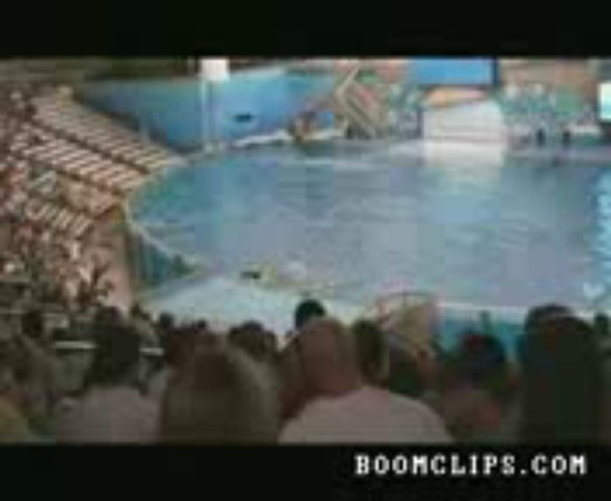 Wale Fish Dance : whale-knocks-over-the-trainer