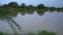 What monsoon does to Rajasthan: In Sonkhaliya