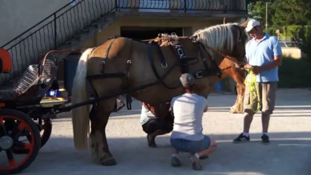 1ere sortie de vsaco depuis le debourrage attelage soit 3 mois apres