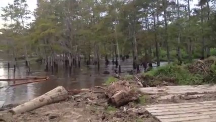 riviere qui avale des arbres