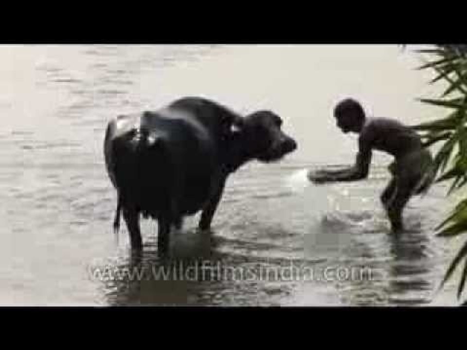 How to bathe your pet buffalo!