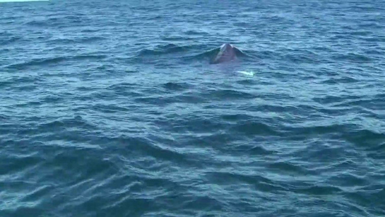 nemo traversée langlade saint pierre 2011 HD1080