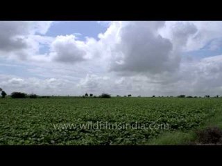 Sonkhaliya green fields and wide sky: Timelapse